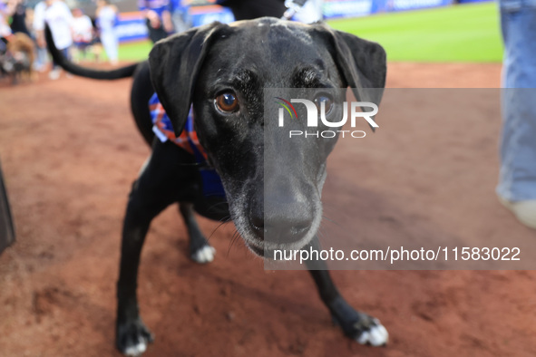 Fans and their pets participate in ''Bark in the Park'' on the field before the baseball game between the Washington Nationals and New York...