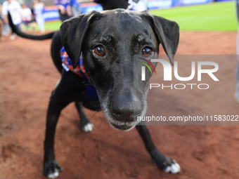 Fans and their pets participate in ''Bark in the Park'' on the field before the baseball game between the Washington Nationals and New York...