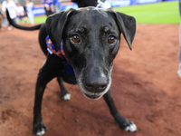 Fans and their pets participate in ''Bark in the Park'' on the field before the baseball game between the Washington Nationals and New York...