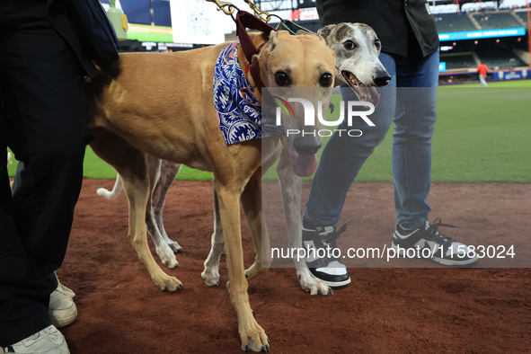 Fans and their pets participate in ''Bark in the Park'' on the field before the baseball game between the Washington Nationals and New York...