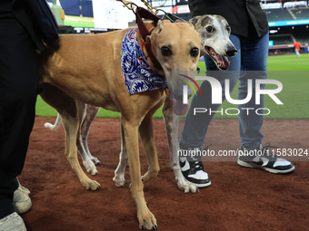 Fans and their pets participate in ''Bark in the Park'' on the field before the baseball game between the Washington Nationals and New York...