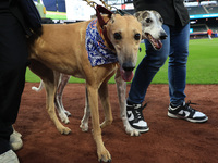 Fans and their pets participate in ''Bark in the Park'' on the field before the baseball game between the Washington Nationals and New York...