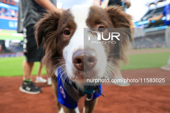 Fans and their pets participate in ''Bark in the Park'' on the field before the baseball game between the Washington Nationals and New York...