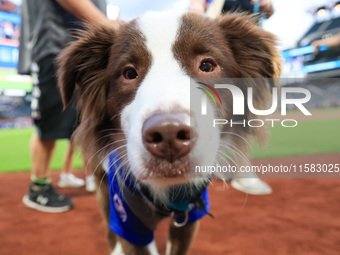 Fans and their pets participate in ''Bark in the Park'' on the field before the baseball game between the Washington Nationals and New York...