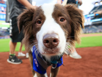 Fans and their pets participate in ''Bark in the Park'' on the field before the baseball game between the Washington Nationals and New York...