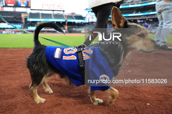 Fans and their pets participate in ''Bark in the Park'' on the field before the baseball game between the Washington Nationals and New York...