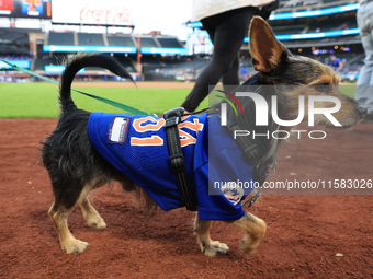 Fans and their pets participate in ''Bark in the Park'' on the field before the baseball game between the Washington Nationals and New York...