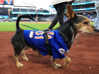 Fans and their pets participate in ''Bark in the Park'' on the field before the baseball game between the Washington Nationals and New York...