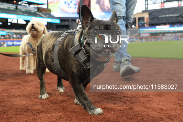 Fans and their pets participate in ''Bark in the Park'' on the field before the baseball game between the Washington Nationals and New York...