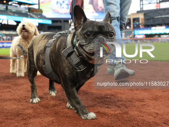 Fans and their pets participate in ''Bark in the Park'' on the field before the baseball game between the Washington Nationals and New York...