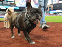 Fans and their pets participate in ''Bark in the Park'' on the field before the baseball game between the Washington Nationals and New York...