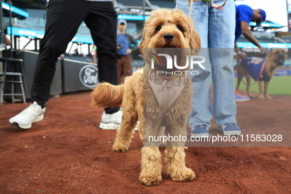 Fans and their pets participate in ''Bark in the Park'' on the field before the baseball game between the Washington Nationals and New York...