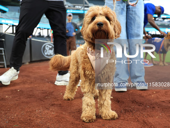 Fans and their pets participate in ''Bark in the Park'' on the field before the baseball game between the Washington Nationals and New York...