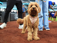 Fans and their pets participate in ''Bark in the Park'' on the field before the baseball game between the Washington Nationals and New York...