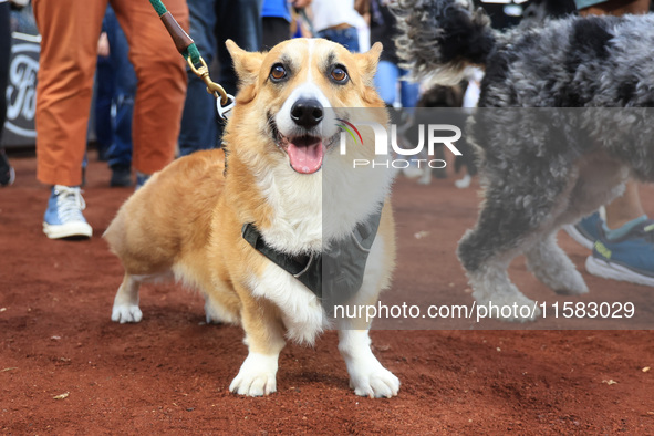 Fans and their pets participate in ''Bark in the Park'' on the field before the baseball game between the Washington Nationals and New York...