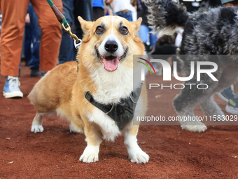 Fans and their pets participate in ''Bark in the Park'' on the field before the baseball game between the Washington Nationals and New York...