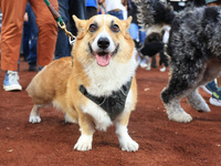 Fans and their pets participate in ''Bark in the Park'' on the field before the baseball game between the Washington Nationals and New York...