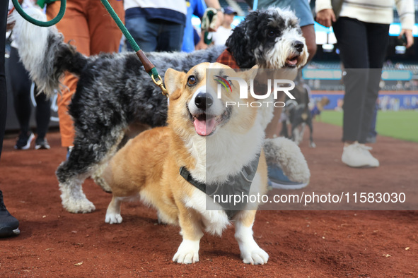 Fans and their pets participate in ''Bark in the Park'' on the field before the baseball game between the Washington Nationals and New York...