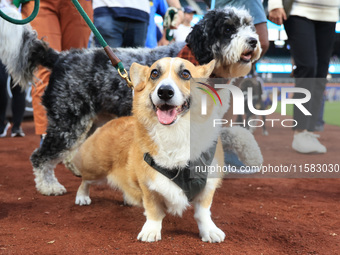 Fans and their pets participate in ''Bark in the Park'' on the field before the baseball game between the Washington Nationals and New York...