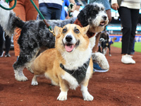 Fans and their pets participate in ''Bark in the Park'' on the field before the baseball game between the Washington Nationals and New York...