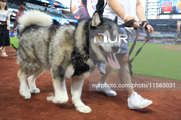 Fans and their pets participate in ''Bark in the Park'' on the field before the baseball game between the Washington Nationals and New York...