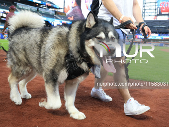 Fans and their pets participate in ''Bark in the Park'' on the field before the baseball game between the Washington Nationals and New York...