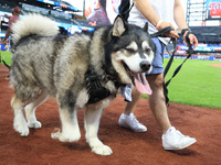 Fans and their pets participate in ''Bark in the Park'' on the field before the baseball game between the Washington Nationals and New York...