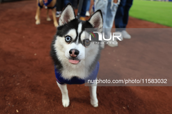 Fans and their pets participate in ''Bark in the Park'' on the field before the baseball game between the Washington Nationals and New York...