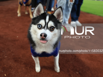 Fans and their pets participate in ''Bark in the Park'' on the field before the baseball game between the Washington Nationals and New York...