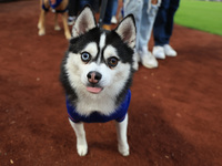 Fans and their pets participate in ''Bark in the Park'' on the field before the baseball game between the Washington Nationals and New York...