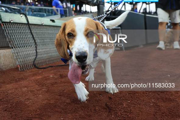 Fans and their pets participate in ''Bark in the Park'' on the field before the baseball game between the Washington Nationals and New York...