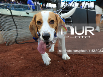 Fans and their pets participate in ''Bark in the Park'' on the field before the baseball game between the Washington Nationals and New York...