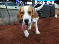 Fans and their pets participate in ''Bark in the Park'' on the field before the baseball game between the Washington Nationals and New York...