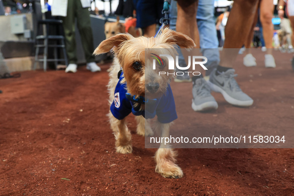 Fans and their pets participate in ''Bark in the Park'' on the field before the baseball game between the Washington Nationals and New York...