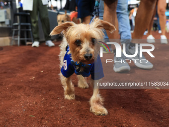 Fans and their pets participate in ''Bark in the Park'' on the field before the baseball game between the Washington Nationals and New York...