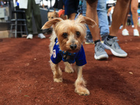 Fans and their pets participate in ''Bark in the Park'' on the field before the baseball game between the Washington Nationals and New York...