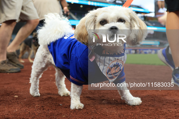 Fans and their pets participate in ''Bark in the Park'' on the field before the baseball game between the Washington Nationals and New York...