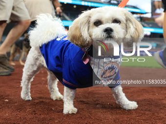 Fans and their pets participate in ''Bark in the Park'' on the field before the baseball game between the Washington Nationals and New York...