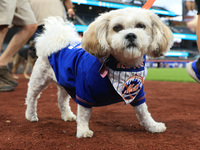 Fans and their pets participate in ''Bark in the Park'' on the field before the baseball game between the Washington Nationals and New York...