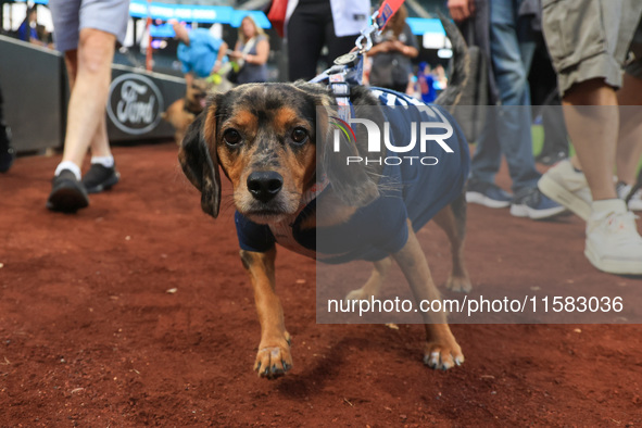 Fans and their pets participate in ''Bark in the Park'' on the field before the baseball game between the Washington Nationals and New York...