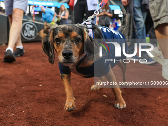 Fans and their pets participate in ''Bark in the Park'' on the field before the baseball game between the Washington Nationals and New York...