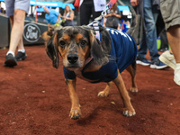 Fans and their pets participate in ''Bark in the Park'' on the field before the baseball game between the Washington Nationals and New York...