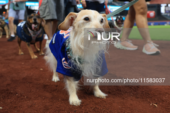 Fans and their pets participate in ''Bark in the Park'' on the field before the baseball game between the Washington Nationals and New York...