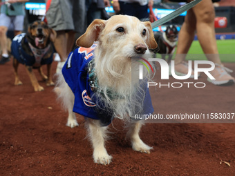 Fans and their pets participate in ''Bark in the Park'' on the field before the baseball game between the Washington Nationals and New York...