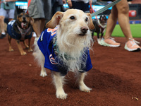 Fans and their pets participate in ''Bark in the Park'' on the field before the baseball game between the Washington Nationals and New York...