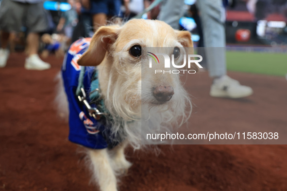 Fans and their pets participate in ''Bark in the Park'' on the field before the baseball game between the Washington Nationals and New York...