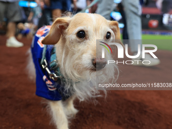 Fans and their pets participate in ''Bark in the Park'' on the field before the baseball game between the Washington Nationals and New York...