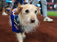 Fans and their pets participate in ''Bark in the Park'' on the field before the baseball game between the Washington Nationals and New York...