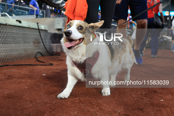 Fans and their pets participate in ''Bark in the Park'' on the field before the baseball game between the Washington Nationals and New York...