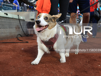 Fans and their pets participate in ''Bark in the Park'' on the field before the baseball game between the Washington Nationals and New York...